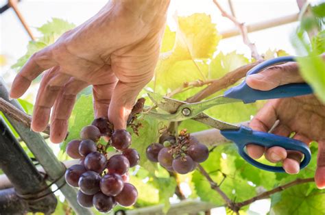 pick the grapes.